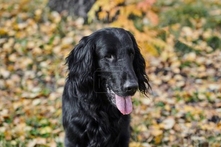 Foto de Retrato de perro negro recubierto plano que camina y juega en el parque de otoño, perro de raza pura en el contexto de la naturaleza urbana - Imagen libre de derechos