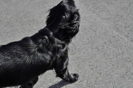 Téléchargez les photos : Portrait de récupérateur noir à revêtement plat marchant et jouant sur la rue asphaltée, chien de race dans le contexte urbain - en image libre de droit