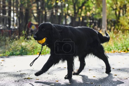 Téléchargez les photos : Portrait de récupérateur noir plat marchant et jouant dans le parc d'automne, chien de race dans le contexte de la nature urbaine - en image libre de droit
