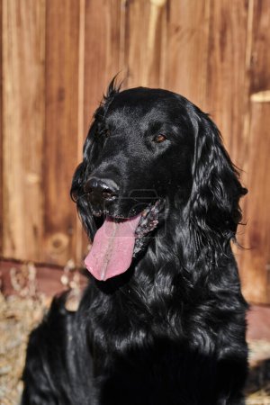 Foto de Retrato de perro de raza pura negro recubierto plano paseando y jugando de cerca sobre el fondo de una valla de madera - Imagen libre de derechos