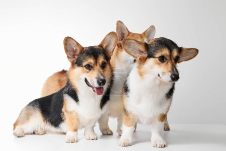 Photo for Pembroke Welsh Corgi portrait isolated on white studio background with copy space, family of three purebred dogs - Royalty Free Image