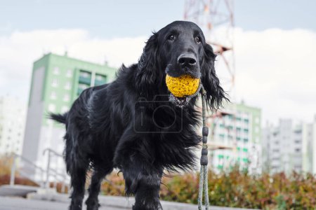 Photo for Portrait of black flat-coated retriever walking and playing in the autumn park, purebred dog against the backdrop of urban nature - Royalty Free Image