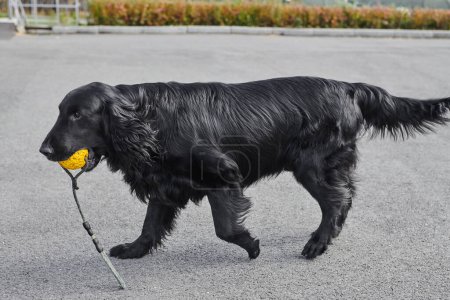 Foto de Retrato de negro recubierto plano retriever caminando y jugando en la calle de asfalto, perro de raza pura contra el telón de fondo de la ciudad - Imagen libre de derechos