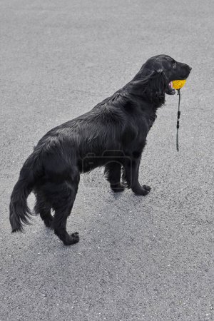 Téléchargez les photos : Portrait de récupérateur noir à revêtement plat marchant et jouant sur la rue asphaltée, chien de race dans le contexte urbain - en image libre de droit