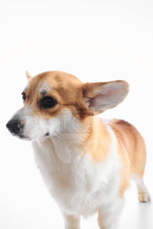 Photo for Pembroke Welsh Corgi portrait isolated on white studio background with copy space, purebred dog - Royalty Free Image