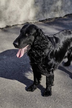 Photo for Portrait of black flat-coated retriever walking and playing on the asphalt street, purebred dog against the backdrop of urban - Royalty Free Image