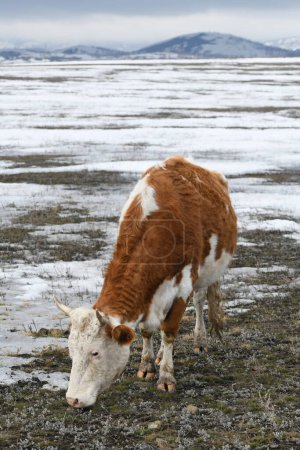 Photo for Portrait of a brown-white cow grazing on a snowy winter meadow - Royalty Free Image