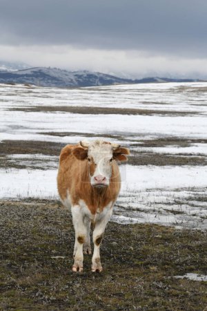 Photo for Portrait of a brown-white cow grazing on a snowy winter meadow - Royalty Free Image