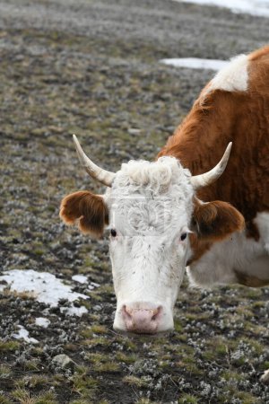 Téléchargez les photos : Portrait d'une vache brune-blanche broutant sur une prairie enneigée d'hiver - en image libre de droit