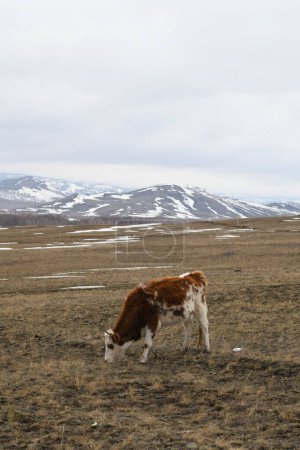 Téléchargez les photos : Portrait d'une vache brune-blanche broutant sur une prairie enneigée d'hiver - en image libre de droit