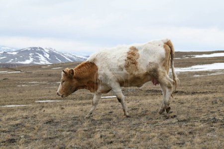 Foto de Retrato de una vaca marrón-blanca pastando en un prado nevado de invierno - Imagen libre de derechos