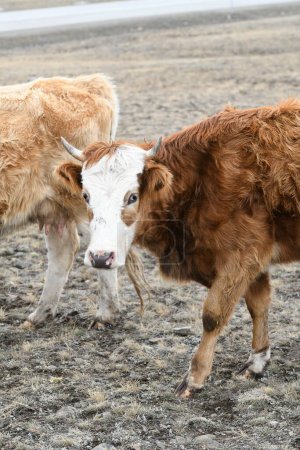 Téléchargez les photos : Un troupeau de vaches colorées paissent sur une prairie enneigée d'hiver - en image libre de droit
