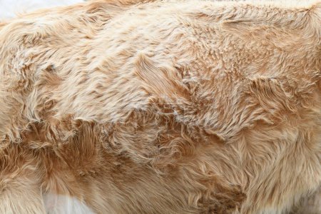 Photo for Close up photo of brownish red fur of a cow - Royalty Free Image
