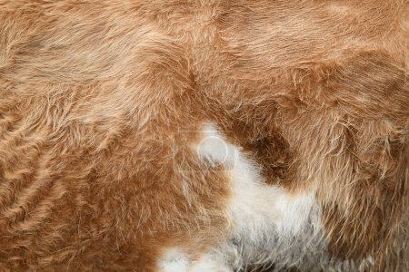 Foto de De cerca la foto de la piel pardusca roja de la vaca - Imagen libre de derechos
