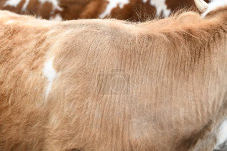 Foto de De cerca la foto de la piel pardusca roja de la vaca - Imagen libre de derechos