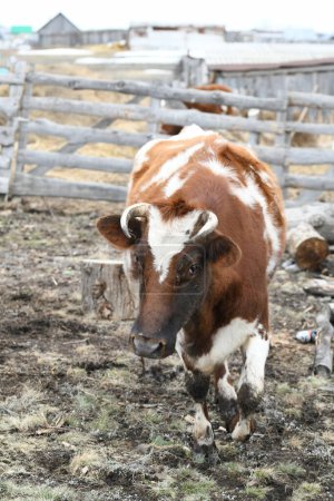 Foto de Retrato de una vaca marrón-blanca pastando en una granja detrás de una cerca - Imagen libre de derechos