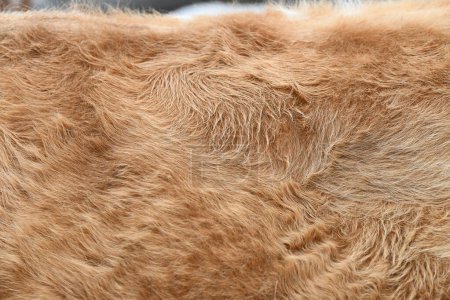 Téléchargez les photos : Photo rapprochée de fourrure rouge brunâtre d'une vache - en image libre de droit