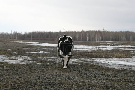 Téléchargez les photos : Vache noire et blanche broutant sur une prairie enneigée d'hiver - en image libre de droit