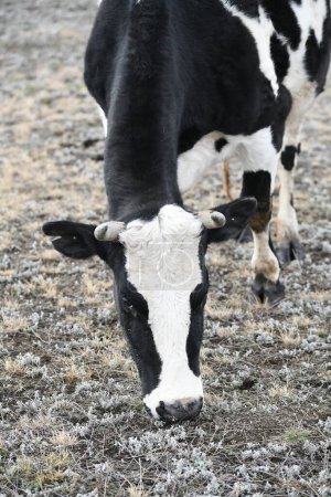 Téléchargez les photos : Vache noire et blanche broutant sur une prairie enneigée d'hiver - en image libre de droit