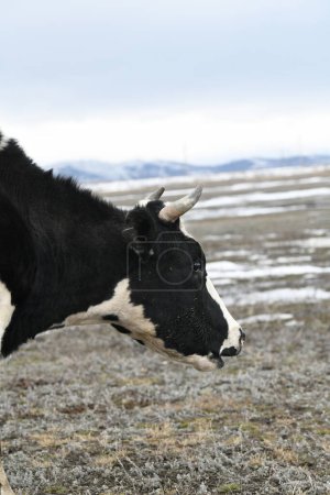 Foto de Vaca blanca y negra pastando en un prado nevado de invierno - Imagen libre de derechos