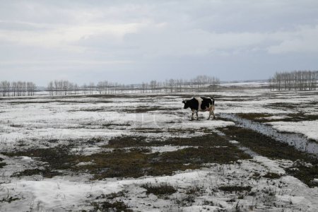 Photo for Black and white cow grazing on a snowy winter meadow - Royalty Free Image