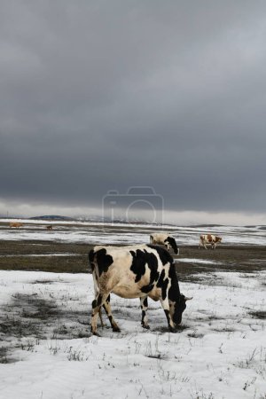 Photo for A herd of colorful cows grazes on a snowy winter meadow - Royalty Free Image