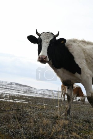 Foto de Una manada de coloridas vacas pastan en un prado nevado de invierno - Imagen libre de derechos