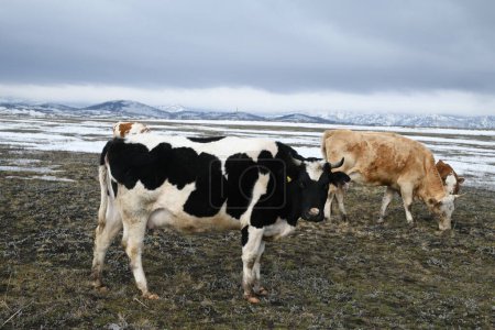 Foto de Una manada de coloridas vacas pastan en un prado nevado de invierno - Imagen libre de derechos