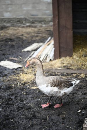 Téléchargez les photos : Gray goose walks on the farm - en image libre de droit