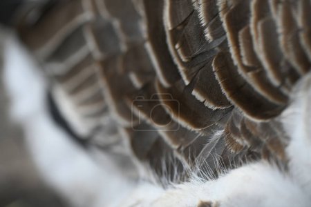 Foto de Primer plano de las plumas de las alas de un ganso y la capa inferior - Imagen libre de derechos
