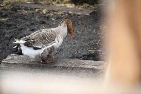 Téléchargez les photos : Oie grise marche sur la ferme - en image libre de droit