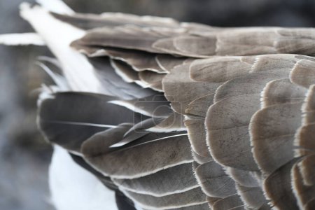 Photo for Close-up of a goose's wing feathers and undercoat - Royalty Free Image