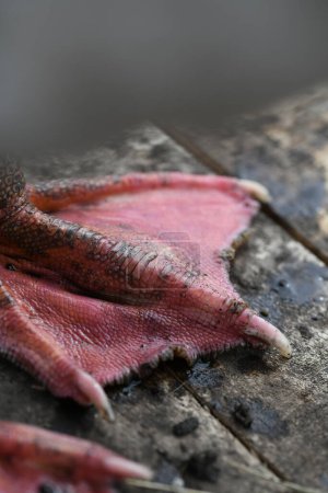 Photo for Close-up of red goose paw - Royalty Free Image