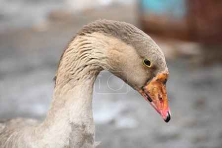 Photo for Close-up of a goose's head eye and neck - Royalty Free Image