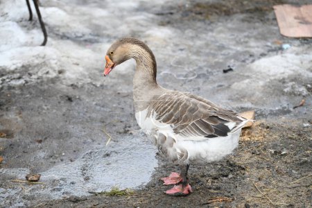 Photo for Gray goose walks on the farm - Royalty Free Image