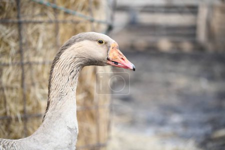 Photo for Close-up of a goose's head eye and neck - Royalty Free Image