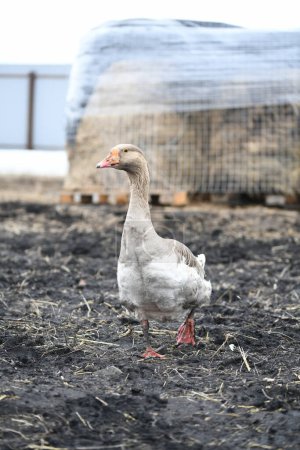 Photo for Gray goose walks on the farm - Royalty Free Image