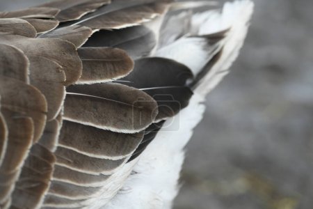 Téléchargez les photos : Gros plan sur les plumes et le sous-poil d'une oie - en image libre de droit
