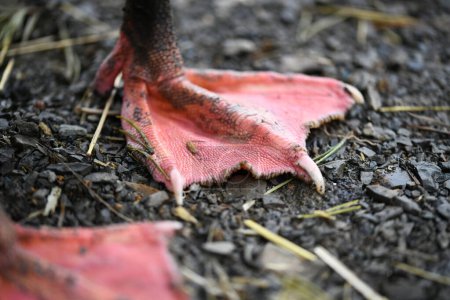 Foto de Primer plano de la pata de ganso rojo - Imagen libre de derechos