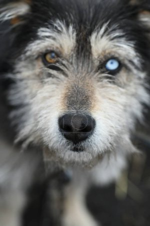 Foto de Un perro divertido con ojos de diferentes colores en una cadena protege la granja - Imagen libre de derechos