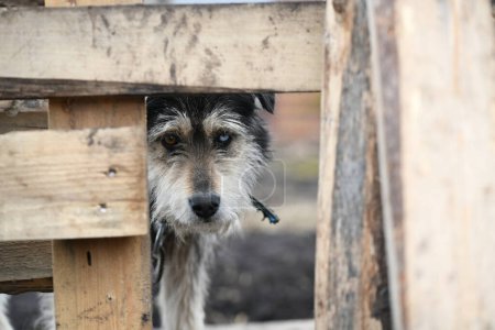 Téléchargez les photos : Un chien drôle avec des yeux de couleur différente sur une chaîne garde la ferme - en image libre de droit
