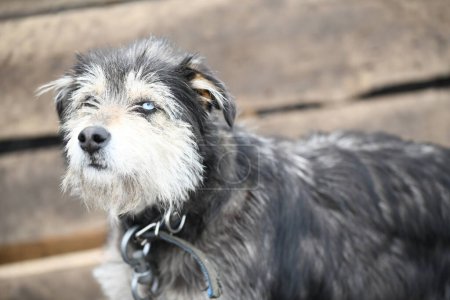 Téléchargez les photos : Un chien drôle avec des yeux de couleur différente sur une chaîne garde la ferme - en image libre de droit