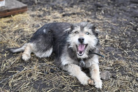 Foto de Un perro divertido con ojos de diferentes colores en una cadena protege la granja - Imagen libre de derechos
