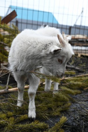 Téléchargez les photos : Portrait d'une chèvre blanche à l'extérieur d'une ferme - en image libre de droit