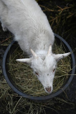 Foto de Retrato de una cabra blanca afuera en una granja - Imagen libre de derechos
