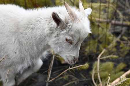 Téléchargez les photos : Portrait of a white goat outside on a farm - en image libre de droit