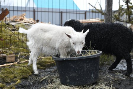 Foto de Retrato de una cabra blanca afuera en una granja - Imagen libre de derechos