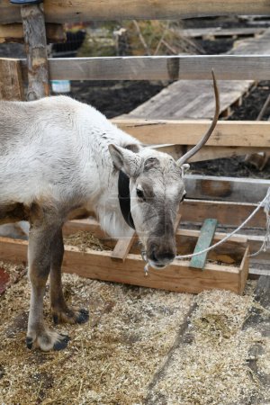 Photo d'un renne gris dans une ferme animalière, zoo. Bois de cerf, sabots, gros plan sur la fourrure