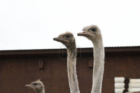 Ostrich farm. Ostriches closeup portrait in zoo, animal farm