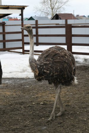 Ostrich farm. Ostriches closeup portrait in zoo, animal farm